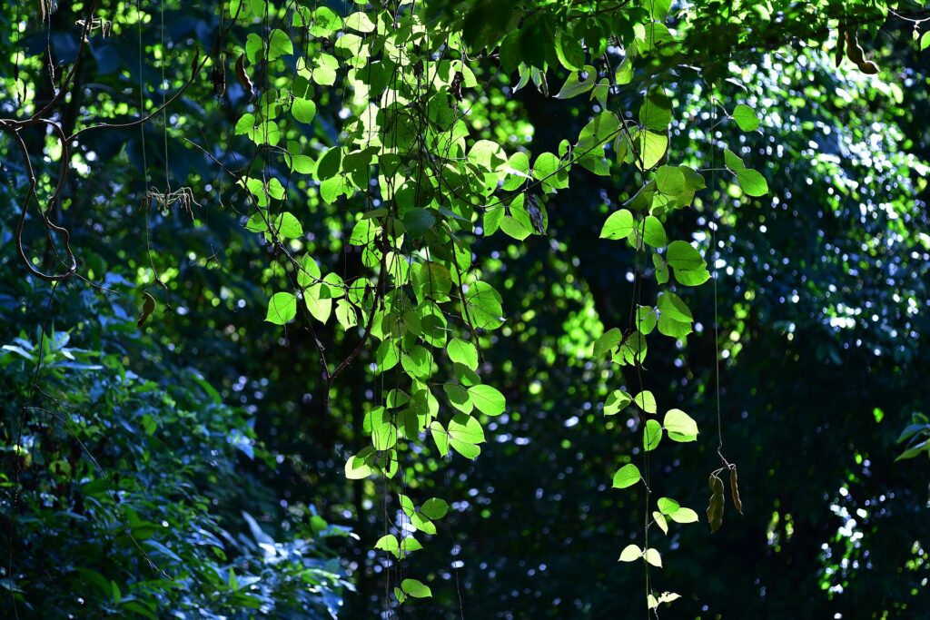 Dry tropical forest in Guanacaste