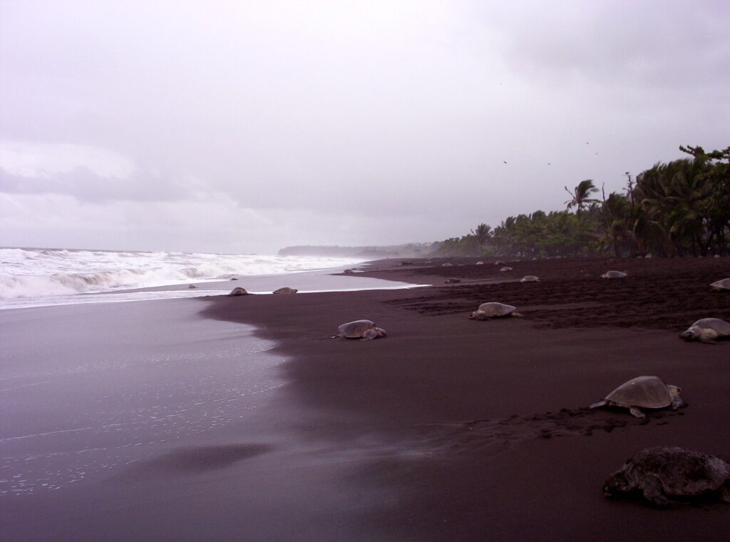 Olive ridley turtles coming ashore during an arribada at Ostional